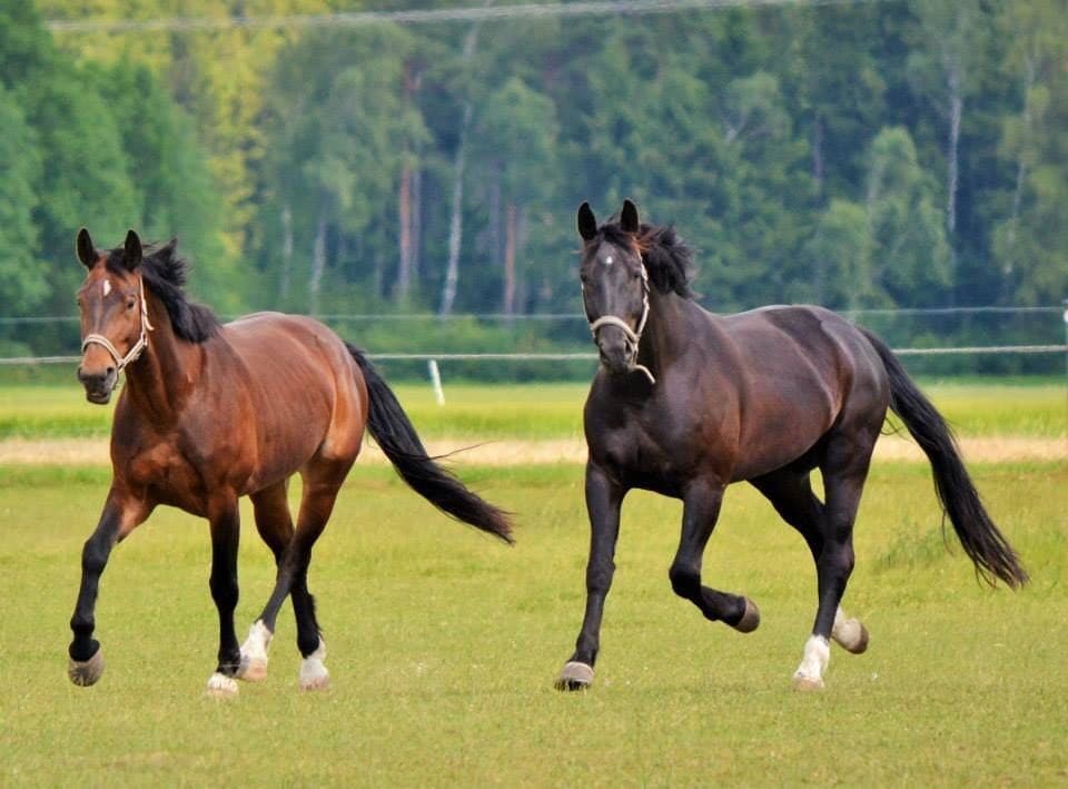 Therapiepferd Egor P. von Excellent mit Kumpel
