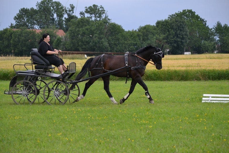 Therapiepferd Egor P. von Excellent  mit Kutsche