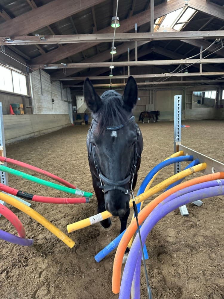 Therapiepferd Egor P. von Excellent bei der Arbeit