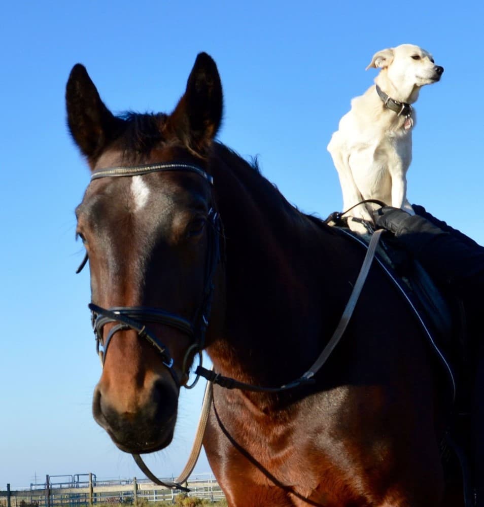 Therapiepferd Oililys Fairytale mit Hund