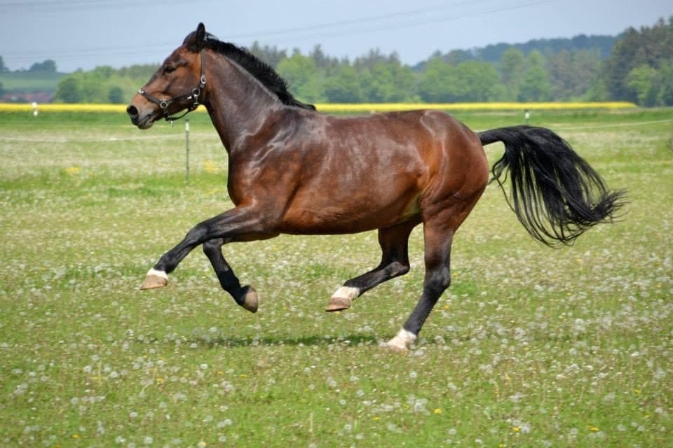 Therapiepferd Oililys Fairytale ausgelassen und fröhlich