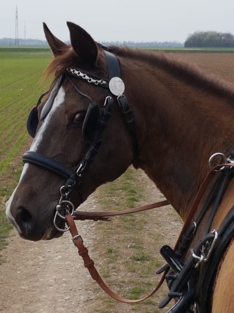 Therapiepferd Power Prince