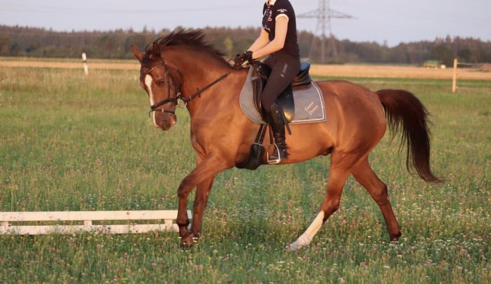 Therapiepferd Power Prince beim Ausritt