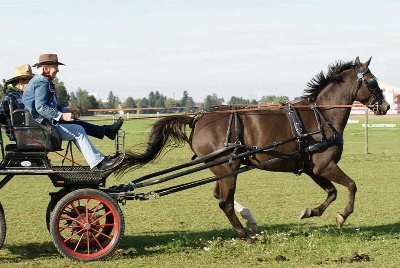 Therapiepferd Power Prince mit Kutsche