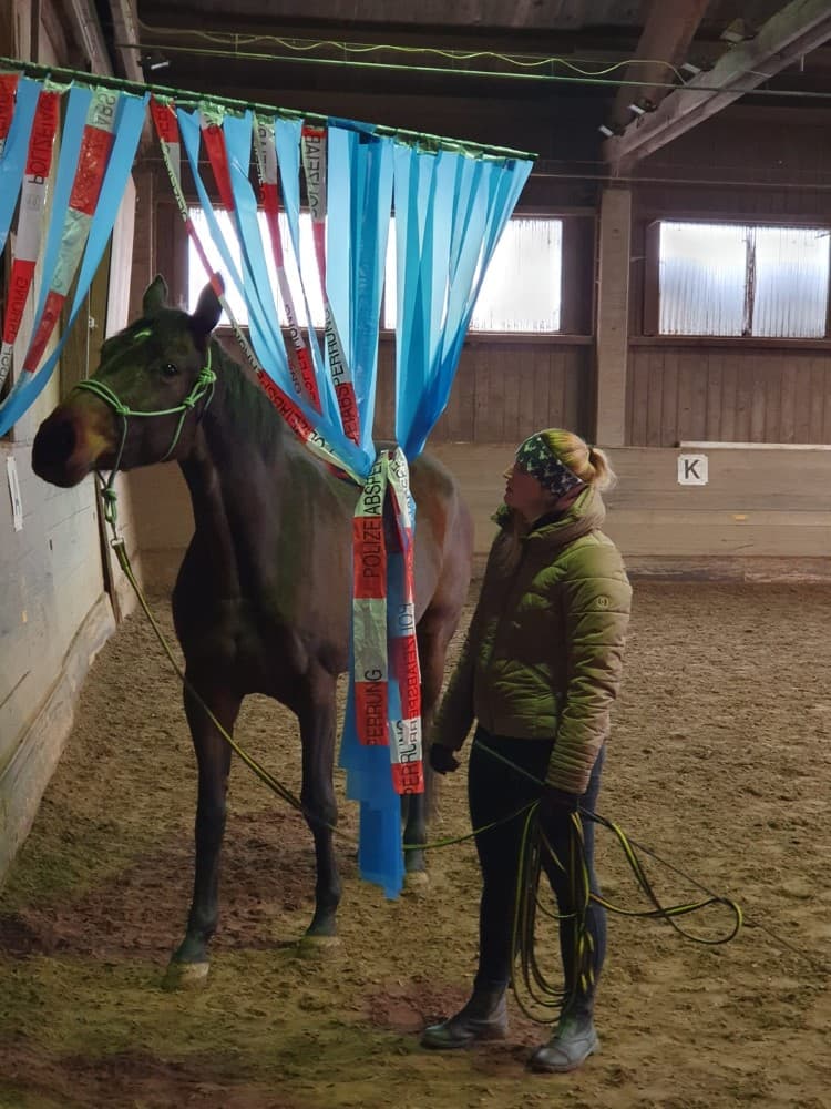 Therapiepferd Bella Lotta in der Halle