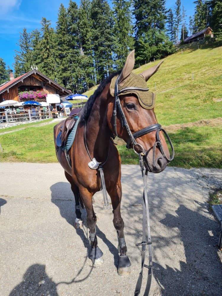 Therapiepferd Bella Lotta in der Natur