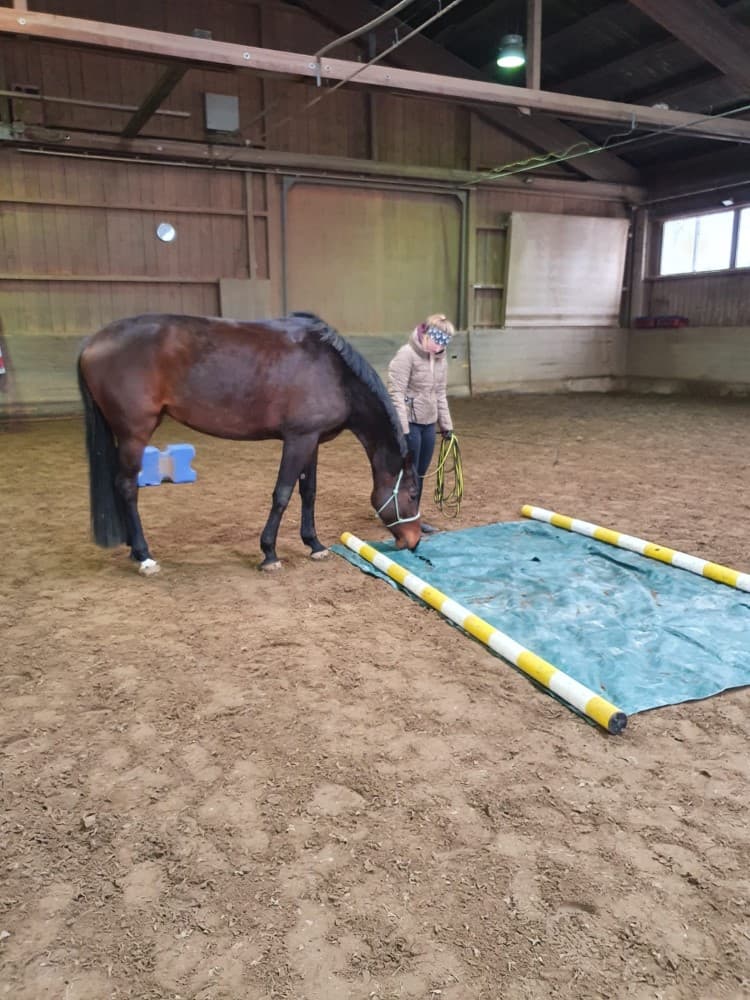 Therapiepferd Bella Lotta neugierig