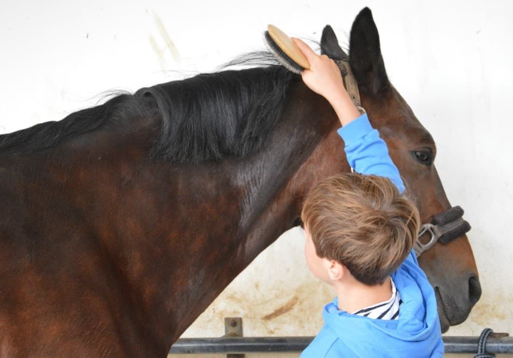 therapeutisches-reiten-06
